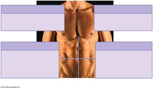 Abdominopelvic quadrants
