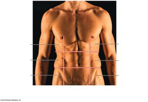 Abdominopelvic regions