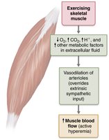 Active hyperemia in exercising skeletal muscle