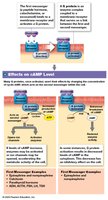 G proteins and cAMP second messenger system