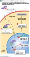 Steroid hormone action via intracellular receptors