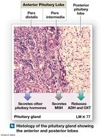 Histology of the pituitary gland