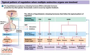 Feedback control of endocrine secretion