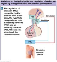 Feedback control of prolactin secretion