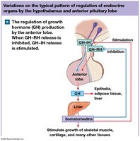 Feedback control of growth hormone secretion