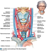 Location and anatomy of the thyroid gland
