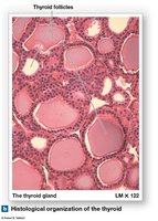 Histological organization of the thyroid