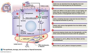 Synthesis of thyroid hormones