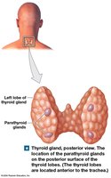 Location of parathyroid glands