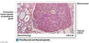 Parathyroid and thyroid gland histology