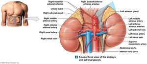 Superficial view of kidneys and adrenal glands