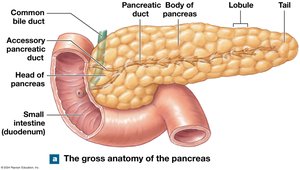 Gross anatomy of the pancreas
