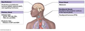 Organs and tissues of the endocrine system