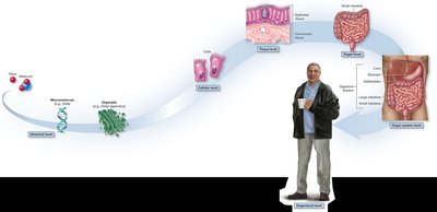 Levels of structural organization from chemical to organismal
