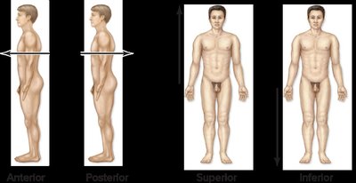 Directional terms: anterior, posterior, superior, inferior