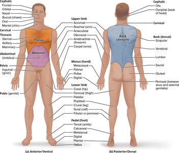 Regional terms for body areas