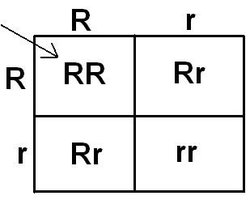 Punnett square showing genotypic combinations