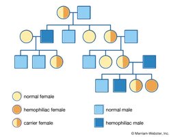 Pedigree chart showing inheritance of hemophilia