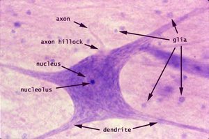 Microscopic image of neuron with labeled parts