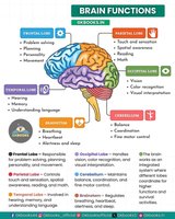 Diagram of brain regions and their functions