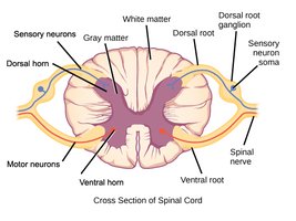 Cross section of spinal cord with labeled parts