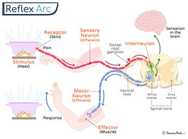 Diagram of reflex arc pathway