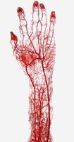 Superficial and deep blood vessels of the hand and forearm
