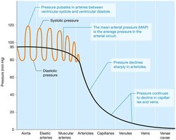 Graph of blood pressure changes through the vascular system