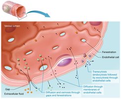 Diagram of capillary exchange mechanisms