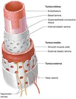 Structure of blood vessel wall showing tunica intima, media, and externa