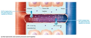 Diagram of hydrostatic and osmotic pressures in capillary exchange