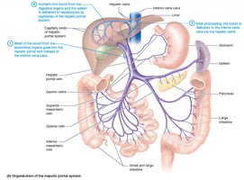 Diagram of the hepatic portal system