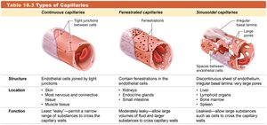 Table of types of capillaries