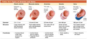 Table of types of arteries and veins (repeated for venules)