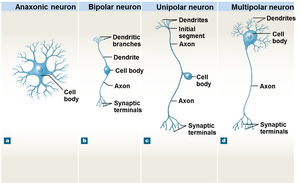 Types of neurons: anaxonic, bipolar, unipolar, multipolar