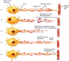 Stages of PNS neuron repair and regeneration