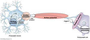 Sequence of neural membrane processes