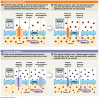 Ion gradients and resting membrane potential