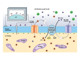 Sodium-potassium pump and membrane potential