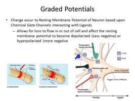 Graded potentials and their effects