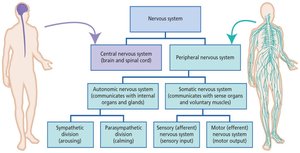 Diagram of CNS and PNS divisions
