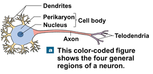 Labeled diagram of a neuron
