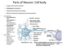 Detailed neuron structure and cell body components