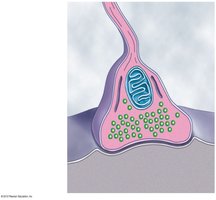 Synaptic terminal structure