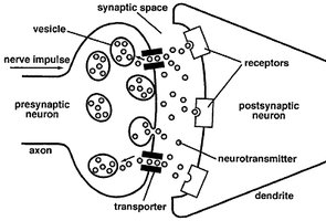 Diagram of synaptic transmission