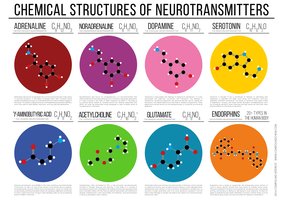 Chemical structures of neurotransmitters