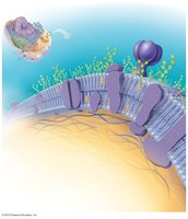 Detailed diagram of the plasma membrane with labeled components