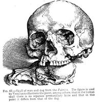 Skull of man and dog by Fabricius