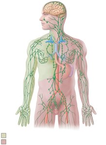 General distribution of collecting lymphatic vessels and regional lymph nodes