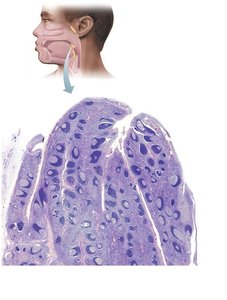 Histology of the palatine tonsil
